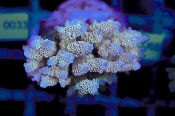 import placeholder for 3056338