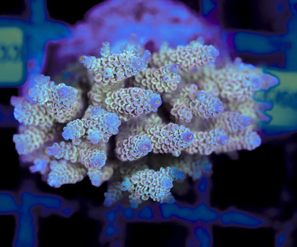 import placeholder for 3056338