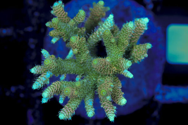 import placeholder for 3056335