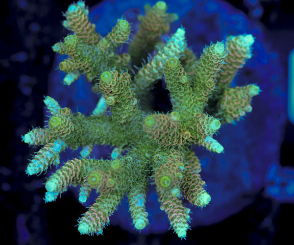 import placeholder for 3056335