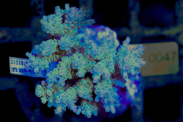 import placeholder for 3056333