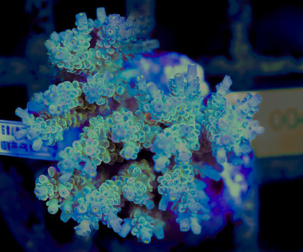 import placeholder for 3056333