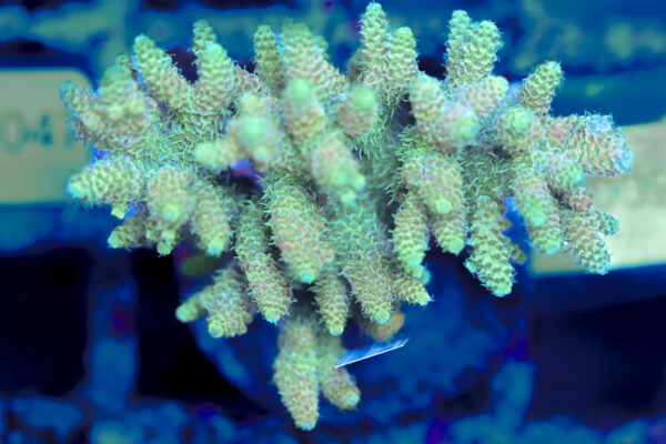 import placeholder for 3056332