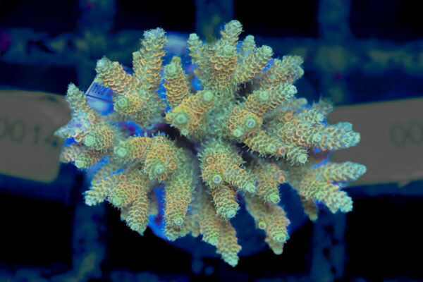 import placeholder for 3056330