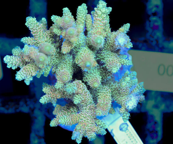 import placeholder for 3056327