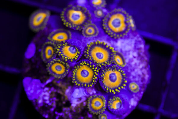 import placeholder for 3055461