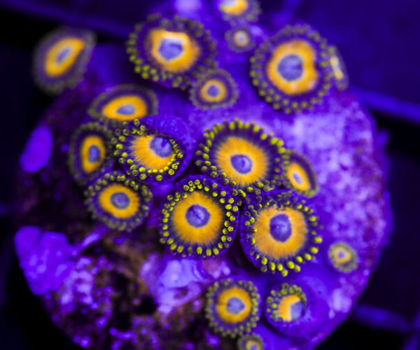 import placeholder for 3055461