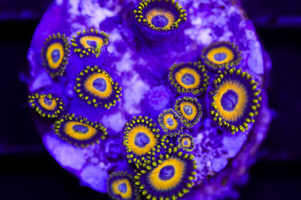 import placeholder for 3055459