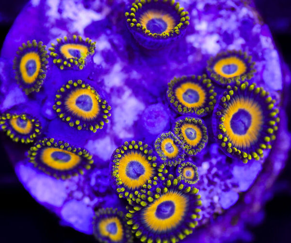 import placeholder for 3055459