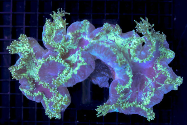 import placeholder for 3055457