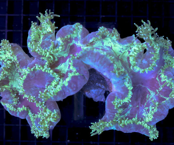 import placeholder for 3055457