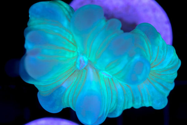 import placeholder for 3055445