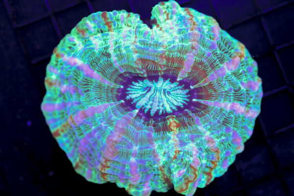 import placeholder for 3055440