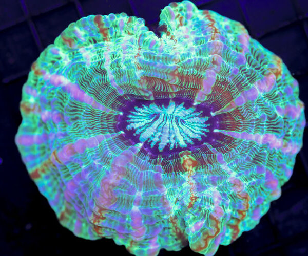 import placeholder for 3055440