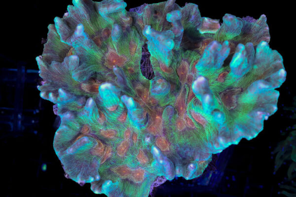 import placeholder for 3055439