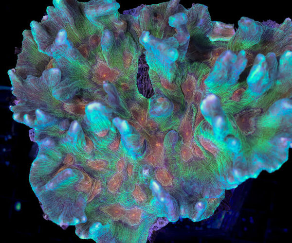 import placeholder for 3055439