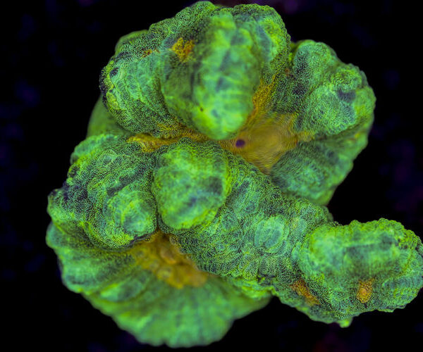 import placeholder for 3055437