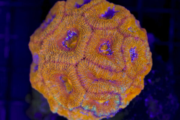 import placeholder for 3055433