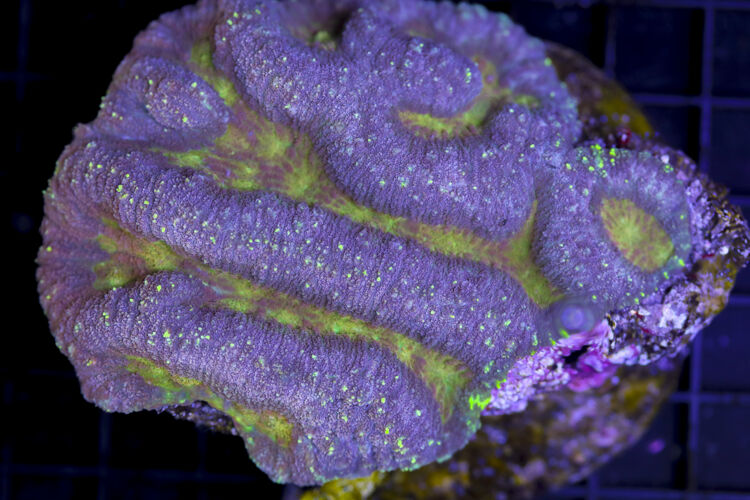 import placeholder for 3055428