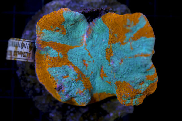 import placeholder for 3055424