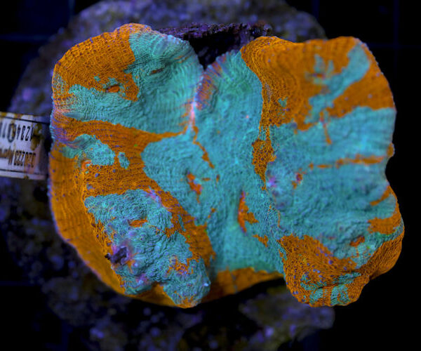 import placeholder for 3055424