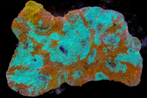 import placeholder for 3055422