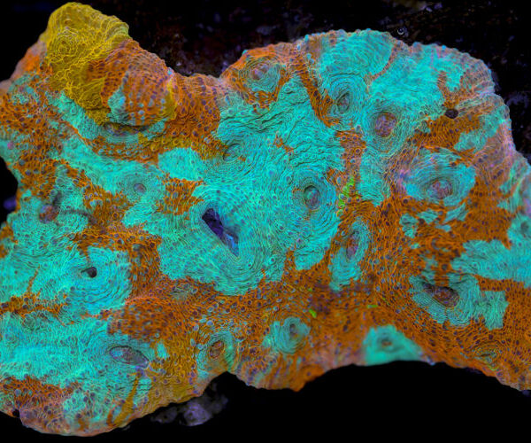 import placeholder for 3055422