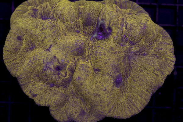 import placeholder for 3055414