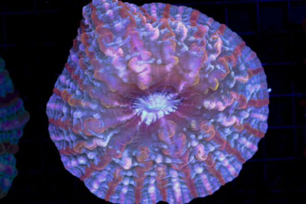 import placeholder for 3055409