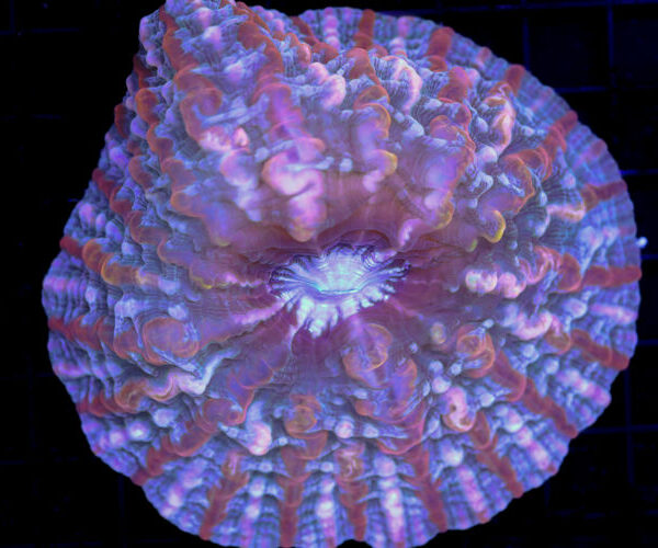 import placeholder for 3055409