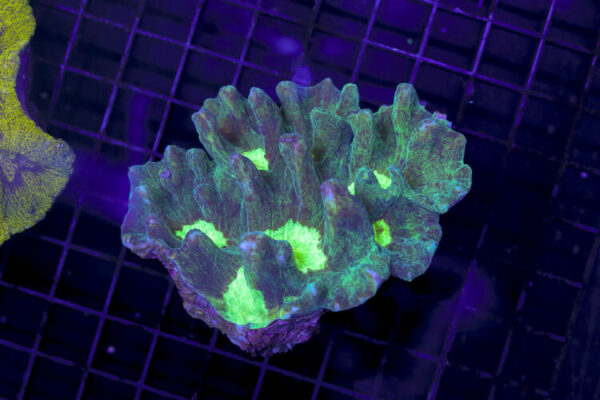 import placeholder for 3051324