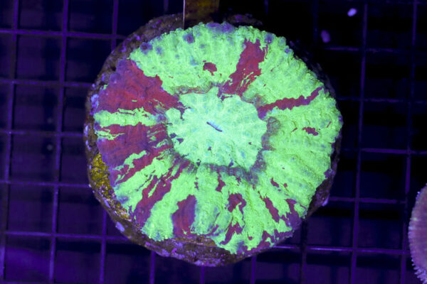 import placeholder for 3051306