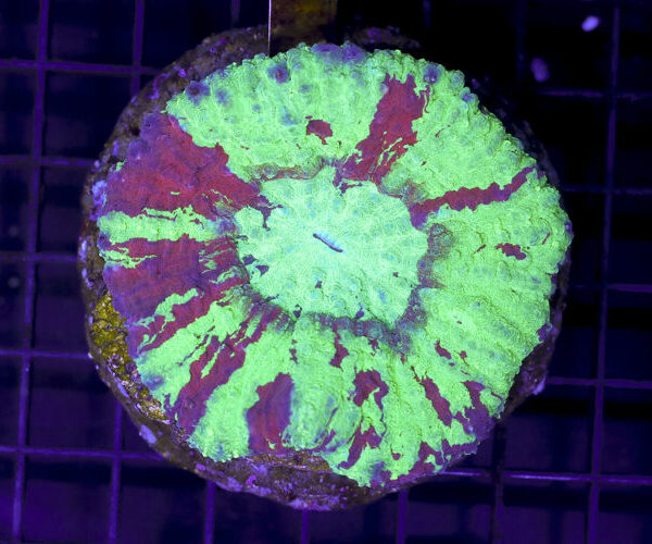 import placeholder for 3051306