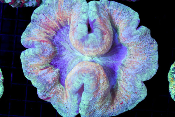 import placeholder for 3051301