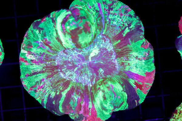 import placeholder for 3051298