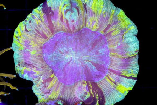 import placeholder for 3051263