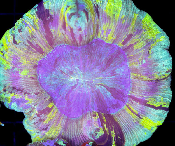 import placeholder for 3051263