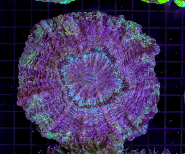 import placeholder for 3049614