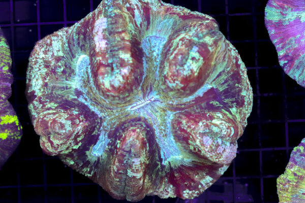 import placeholder for 3049607