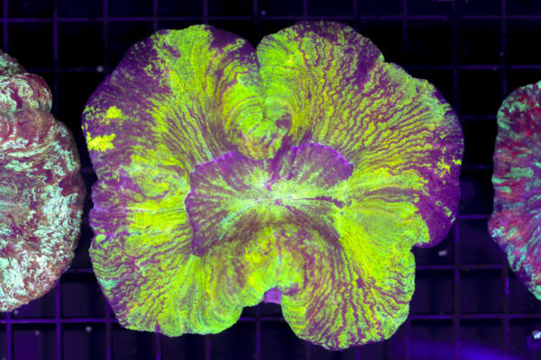 import placeholder for 3049606