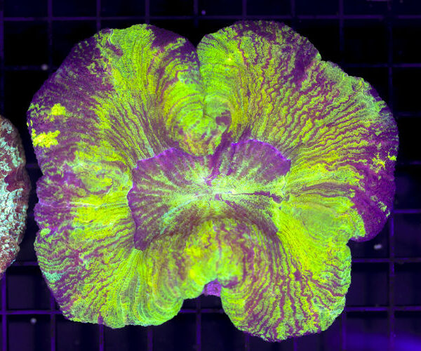 import placeholder for 3049606