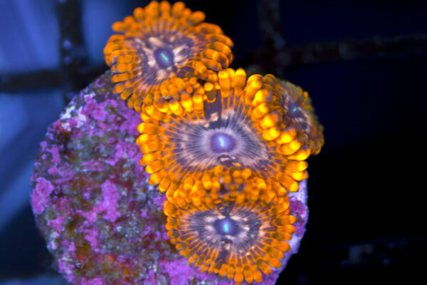 import placeholder for 3049605