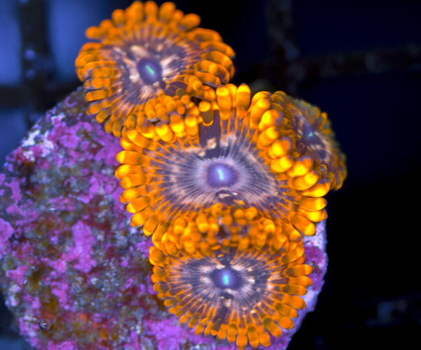 import placeholder for 3049605