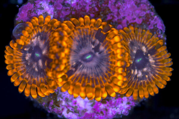 import placeholder for 3049604