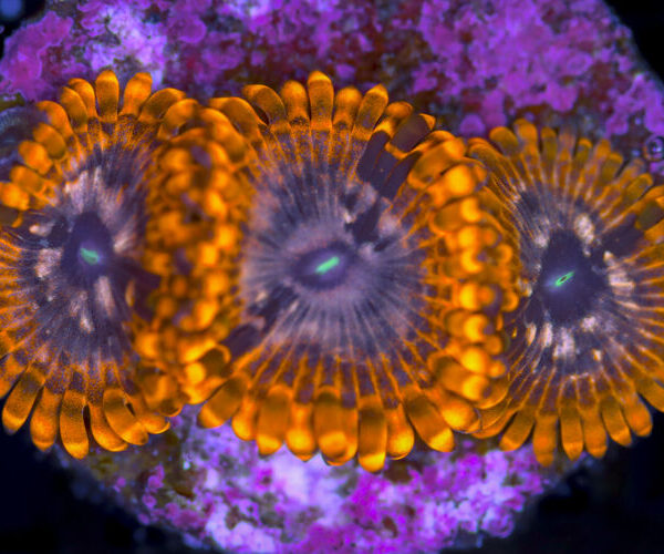 import placeholder for 3049604