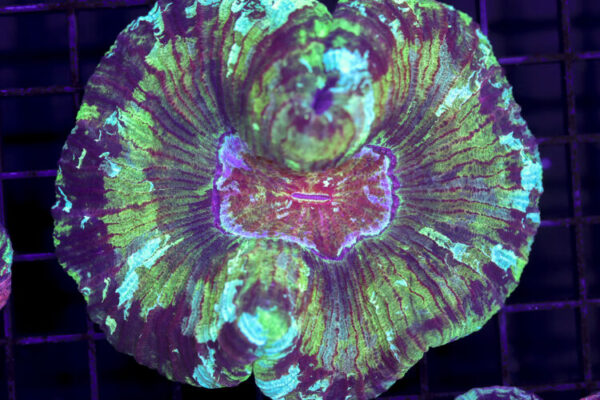 import placeholder for 3049586