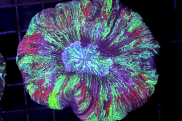 import placeholder for 3049585