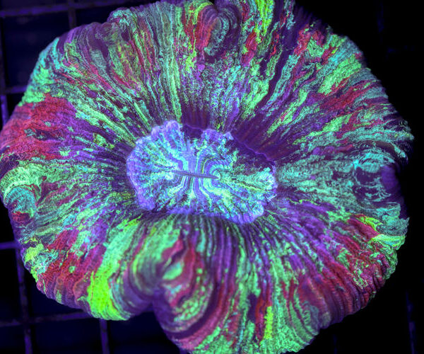 import placeholder for 3049585