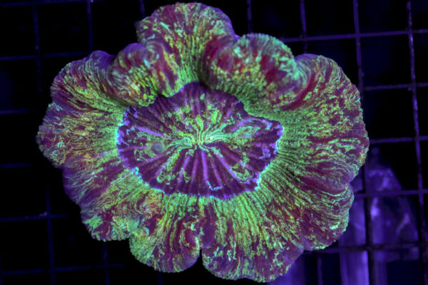 import placeholder for 3049584