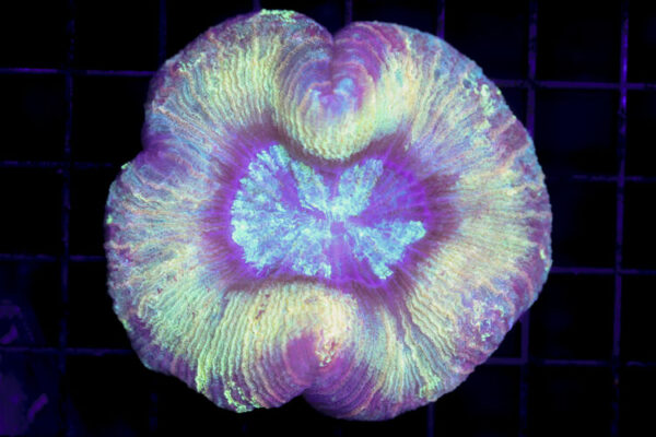 import placeholder for 3049583